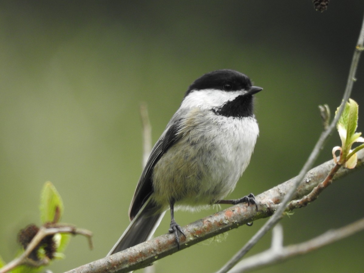 Black-capped Chickadee - ML640449741