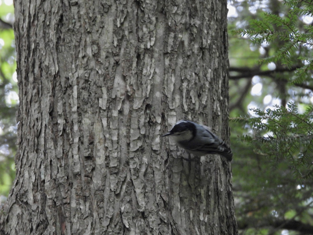 White-breasted Nuthatch - ML640449757
