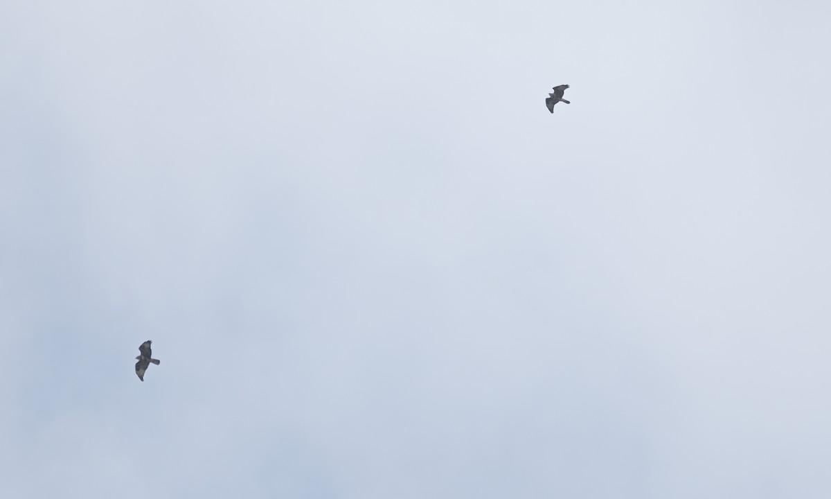 Mäusebussard (vulpinus/menetriesi) - ML640449789