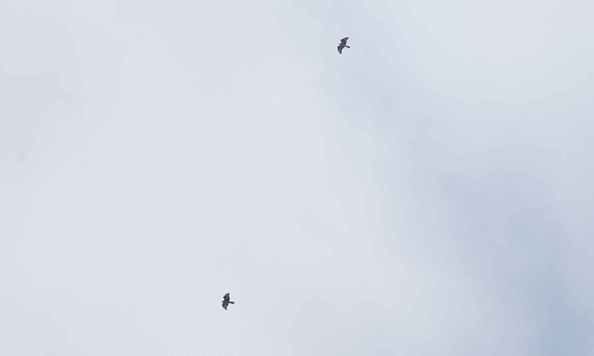 Mäusebussard (vulpinus/menetriesi) - ML640449790
