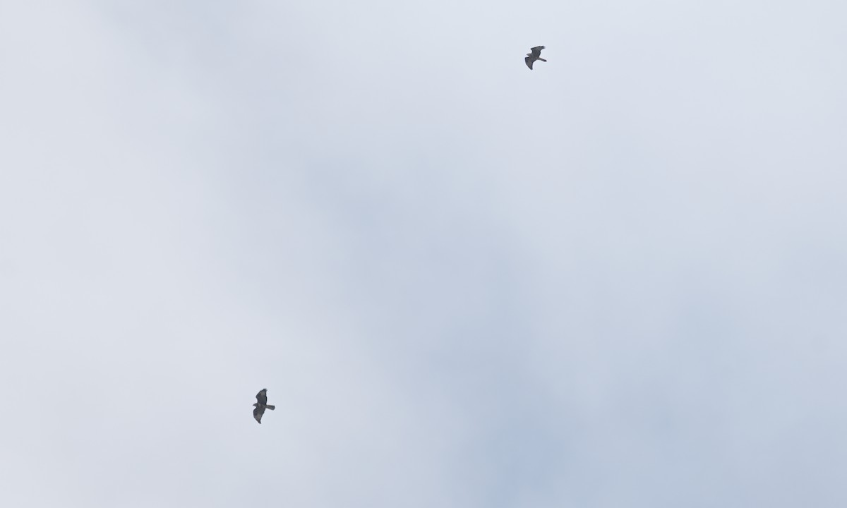Mäusebussard (vulpinus/menetriesi) - ML640449791