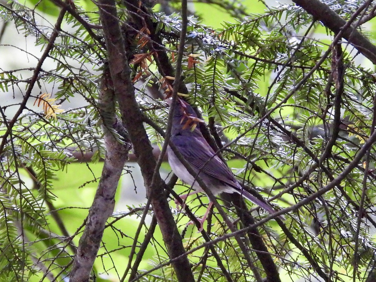 Dark-eyed Junco - ML640449792