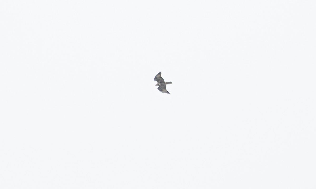 Mäusebussard (vulpinus/menetriesi) - ML640449796