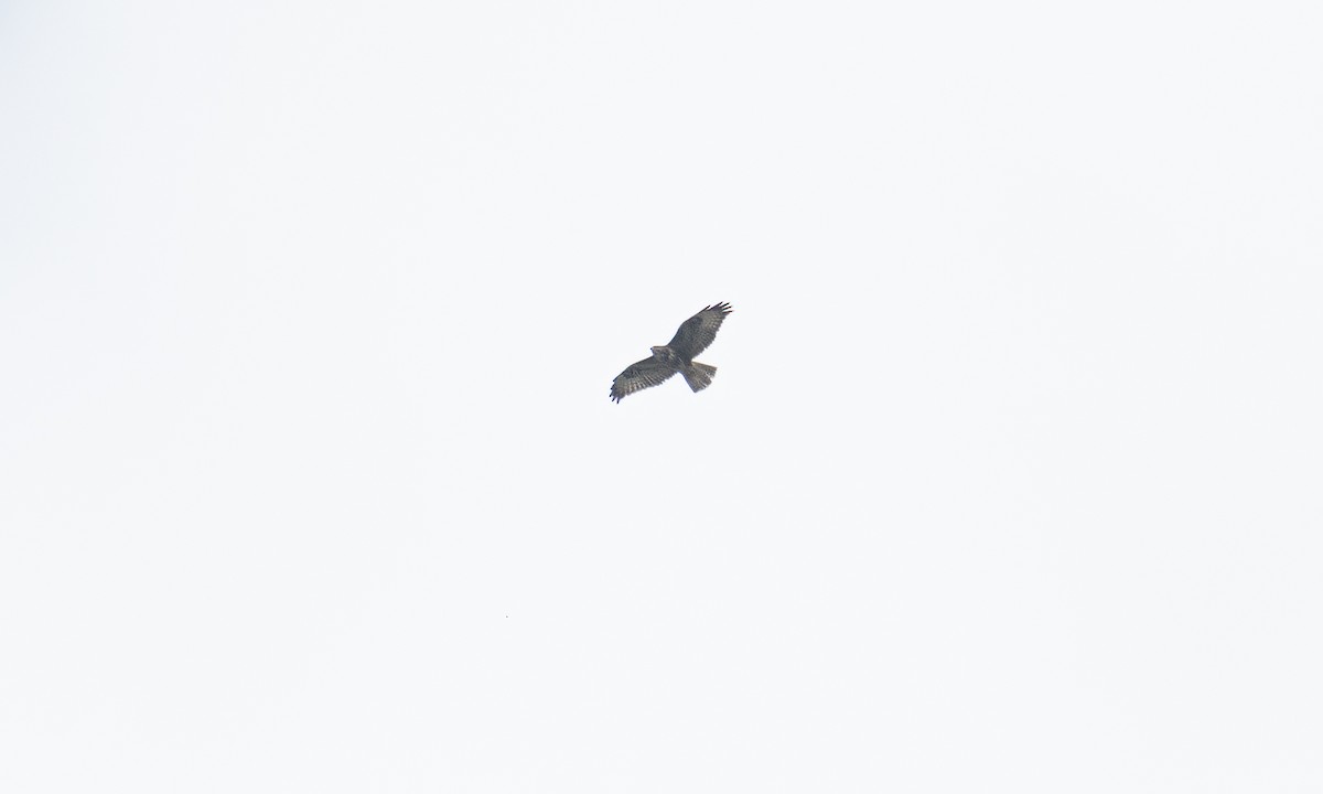 Mäusebussard (vulpinus/menetriesi) - ML640449797