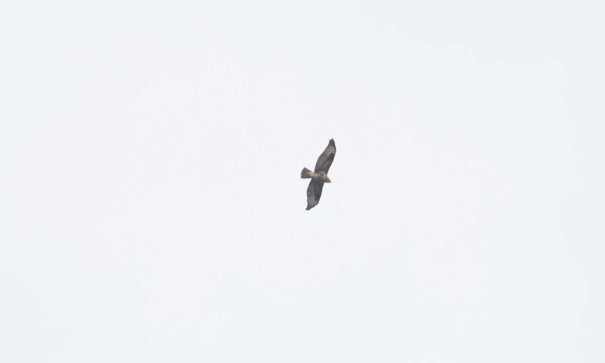 Mäusebussard (vulpinus/menetriesi) - ML640449798