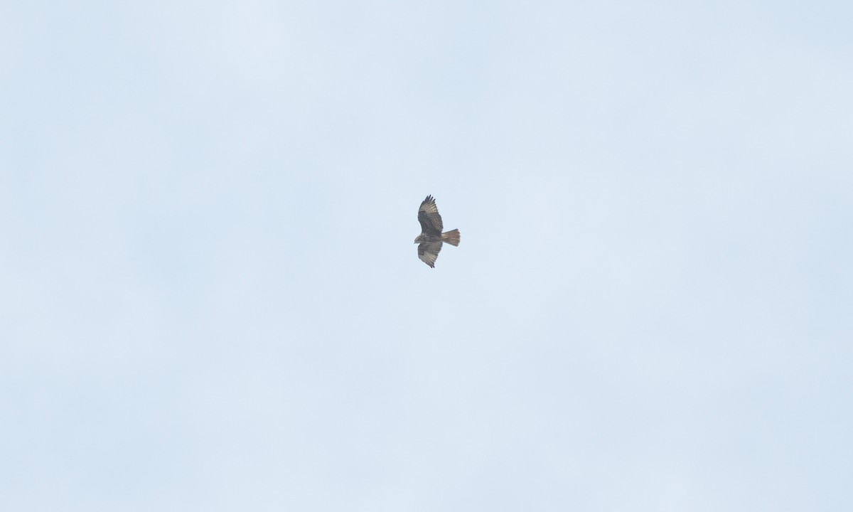 Mäusebussard (vulpinus/menetriesi) - ML640449799