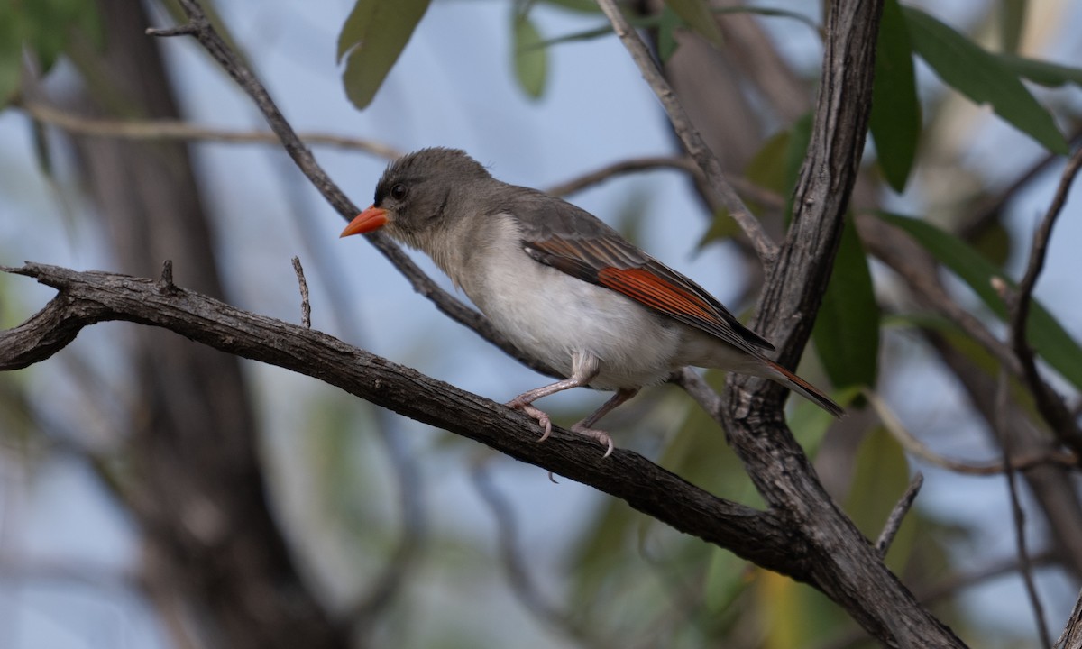 Red-headed Weaver - ML640449834