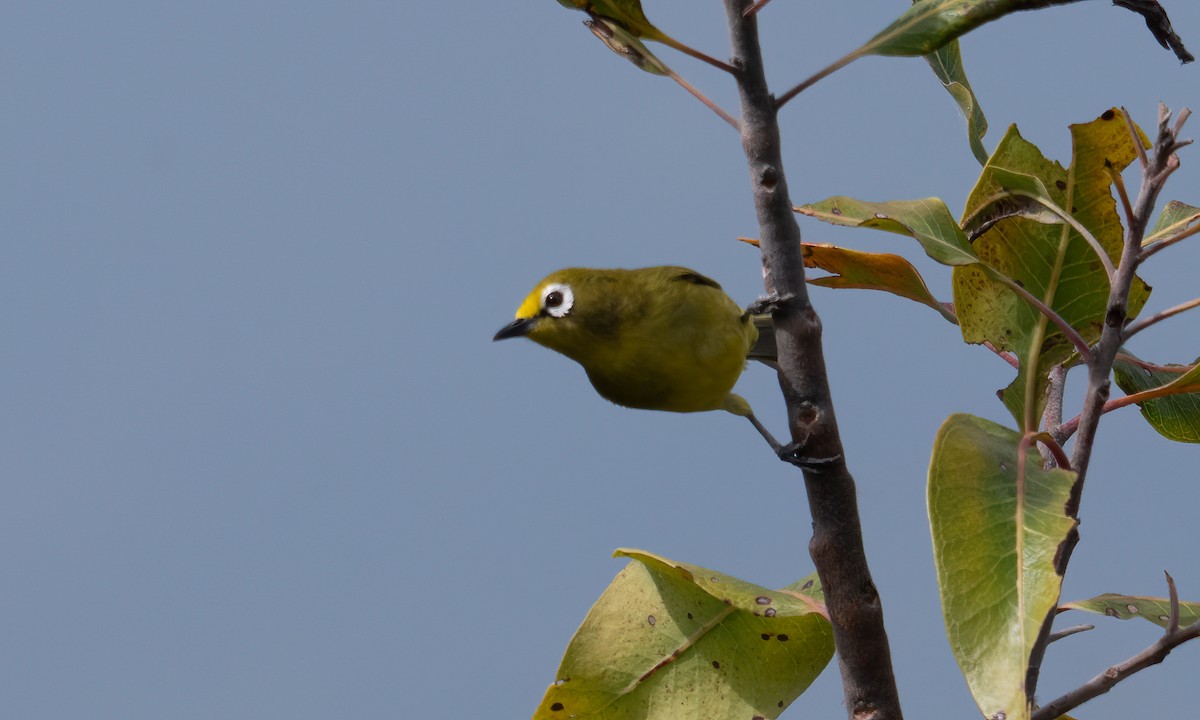 Northern Yellow White-eye - ML640449870