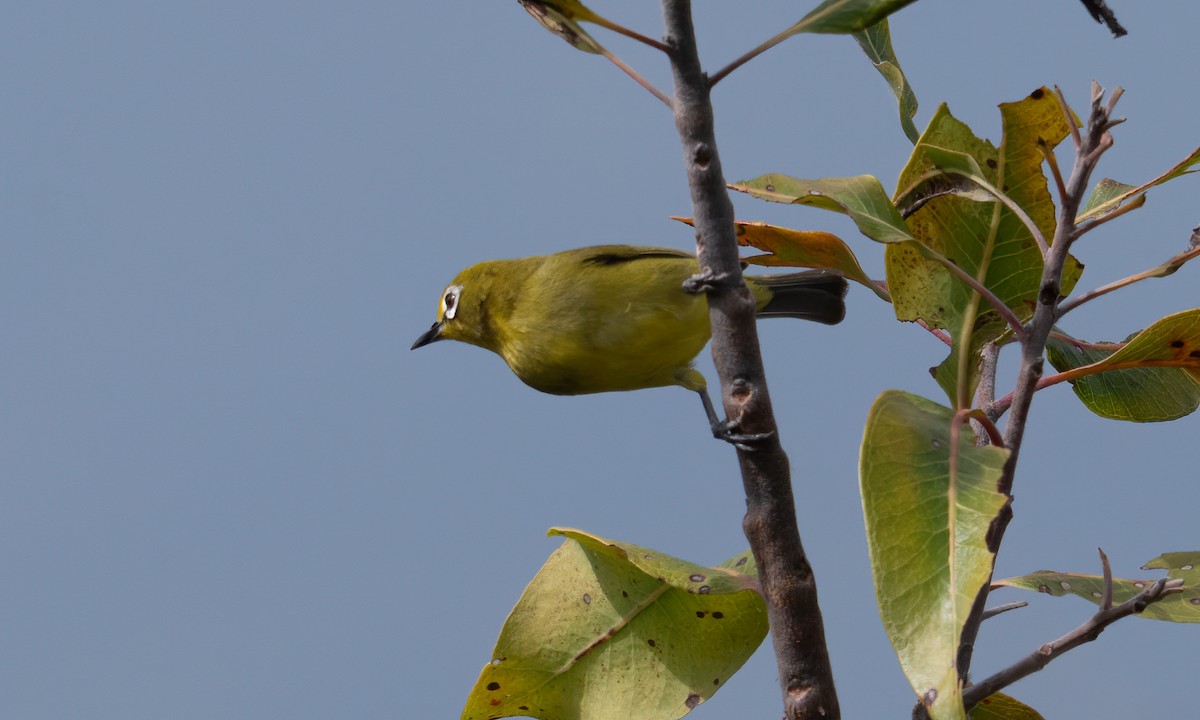 Northern Yellow White-eye - ML640449871