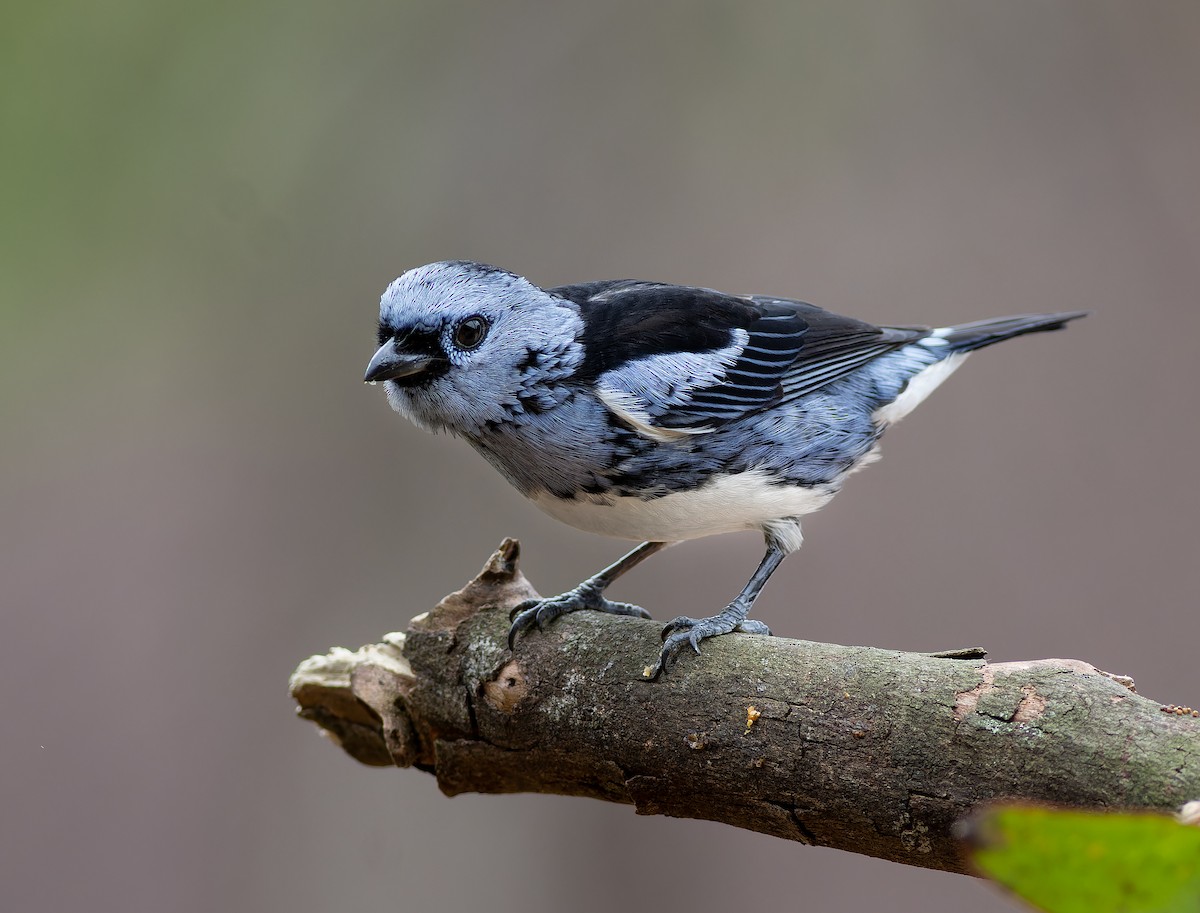 White-bellied Tanager - ML640449883