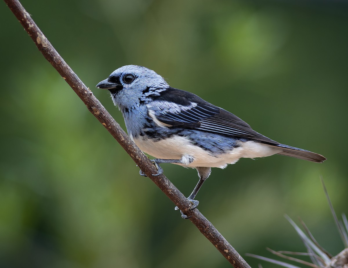 White-bellied Tanager - ML640449884