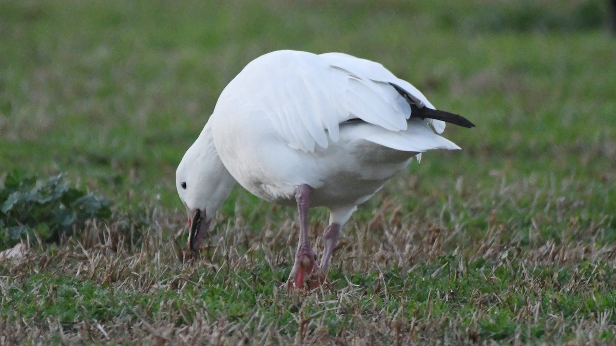 Snow Goose - ML640449897