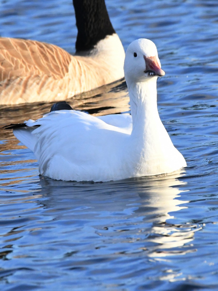 Snow Goose - ML640449898