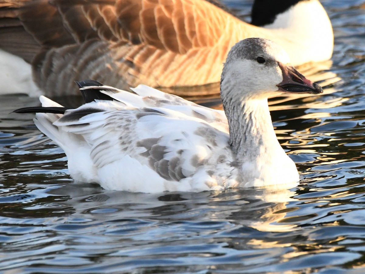 Snow Goose - ML640449900