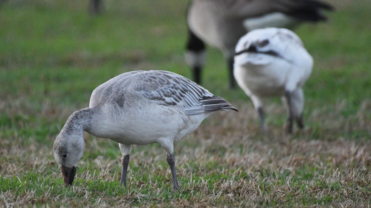 Snow Goose - ML640449904