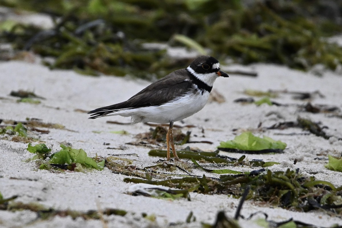 Semipalmated Plover - ML640449943