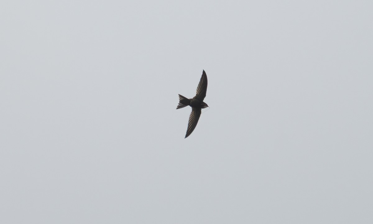 African Swift - ML640449948