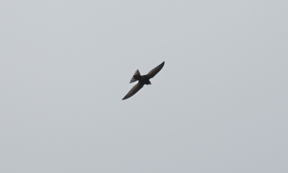 African Swift - ML640449950