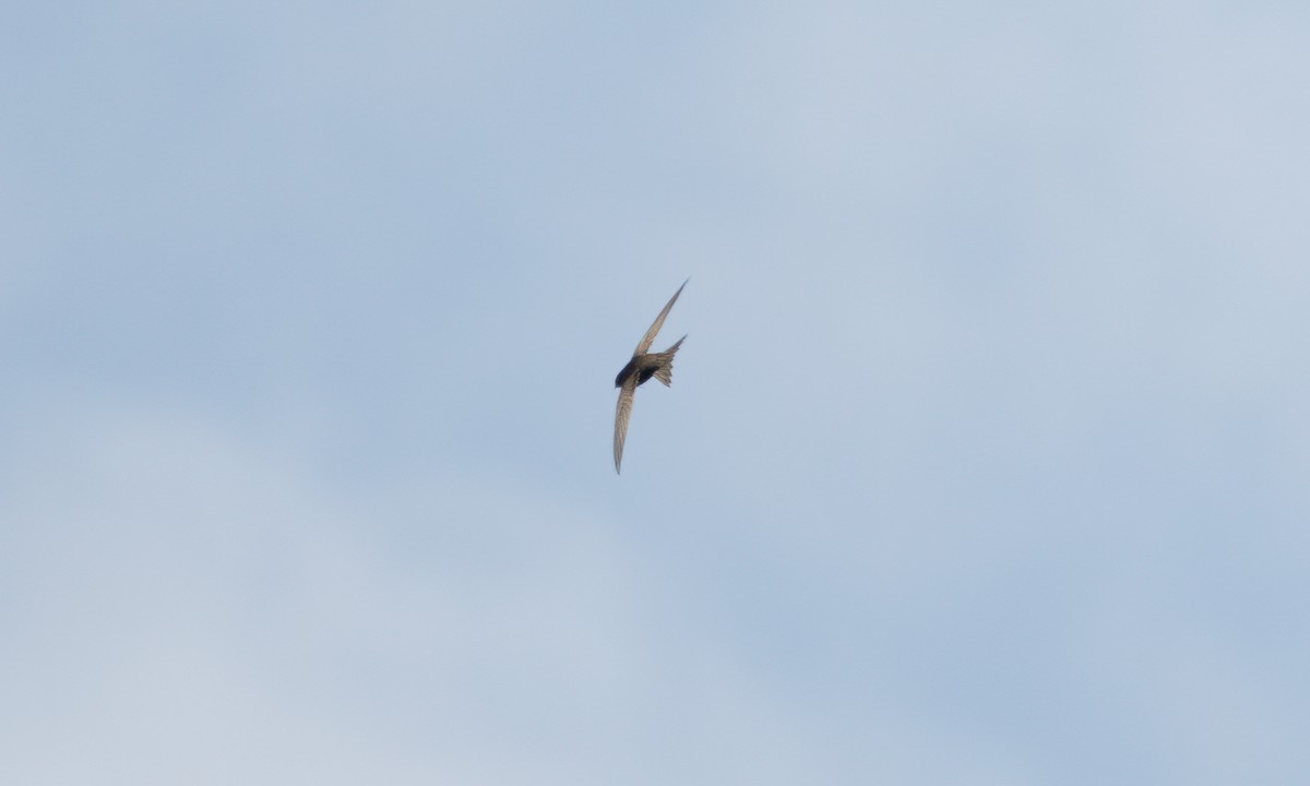 African Swift - ML640449953