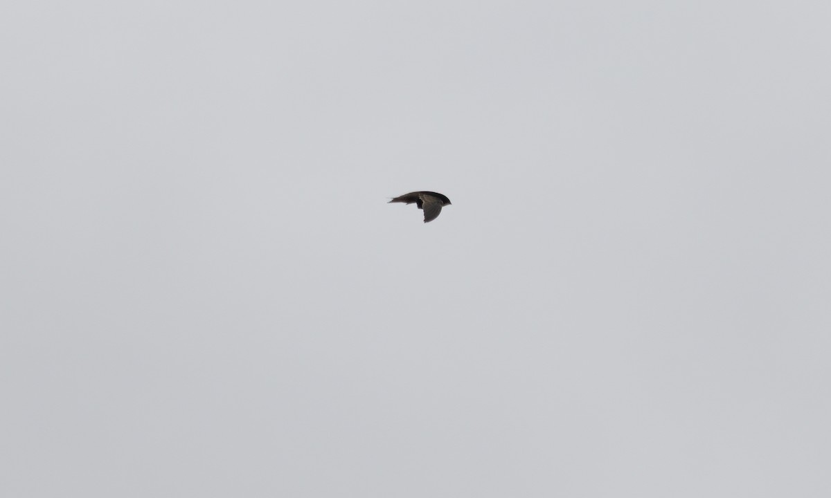 African Swift - ML640449955