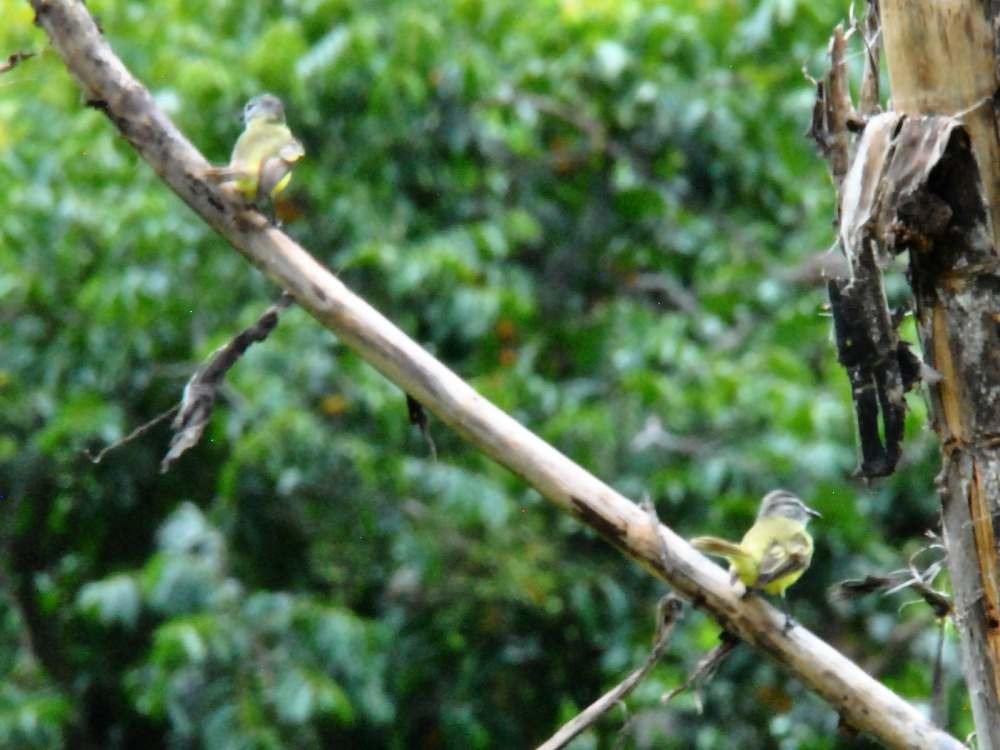 Sooty-headed Tyrannulet - ML640449965
