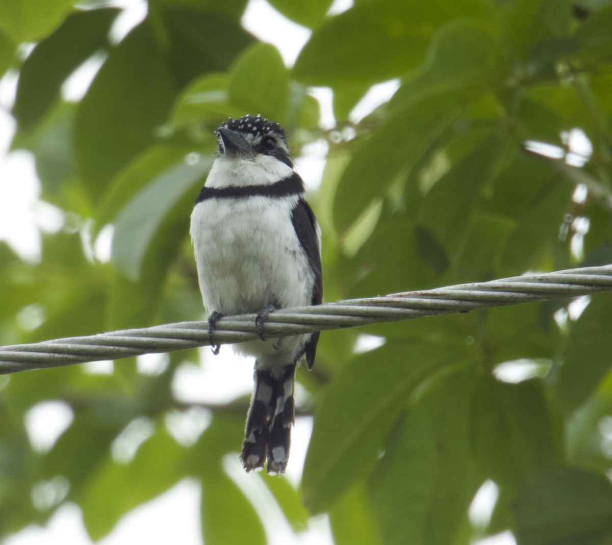 Pied Puffbird - ML640450069