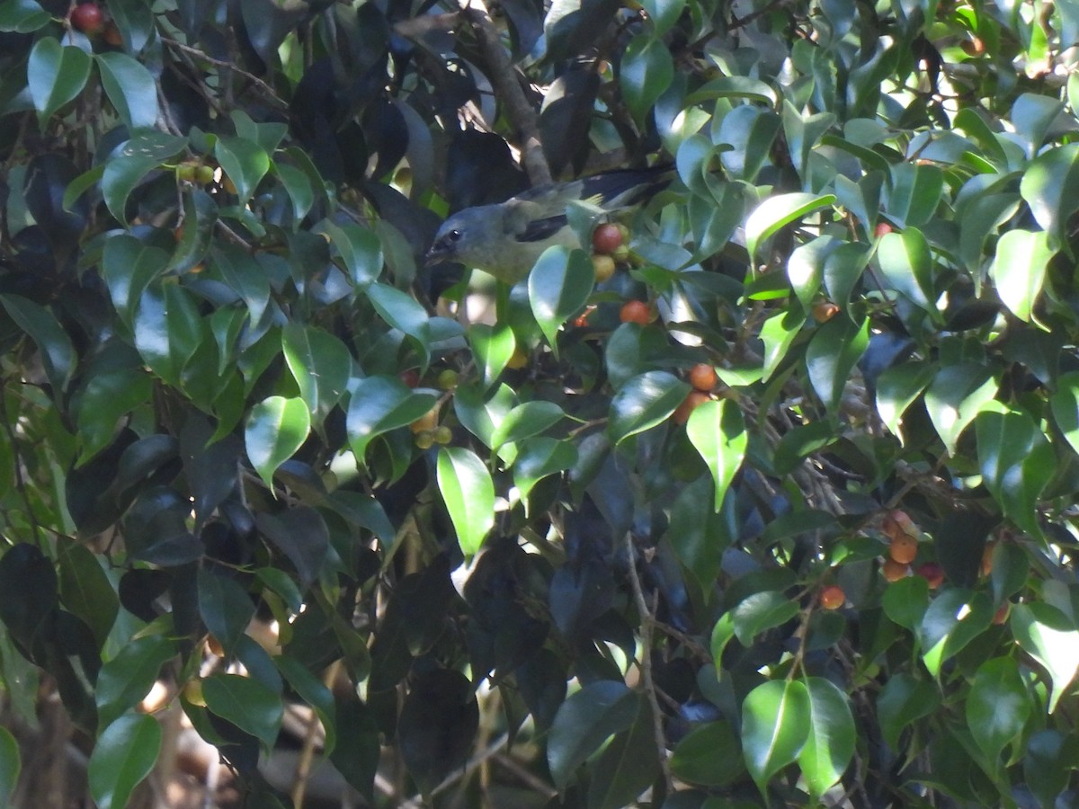 Tangara Aliamarilla - ML640450074