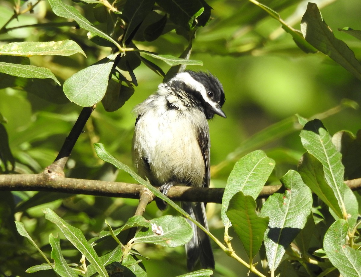 Black-capped Chickadee - ML640450077