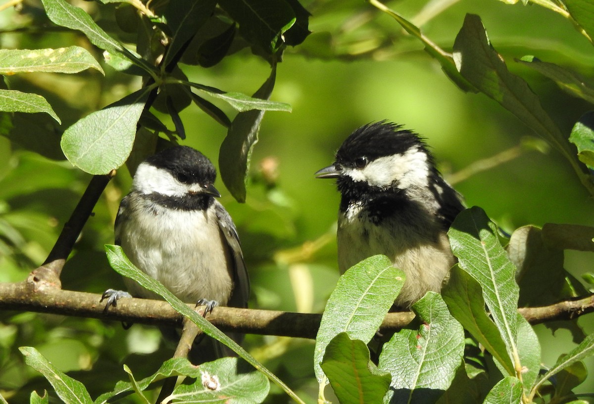 Black-capped Chickadee - ML640450082