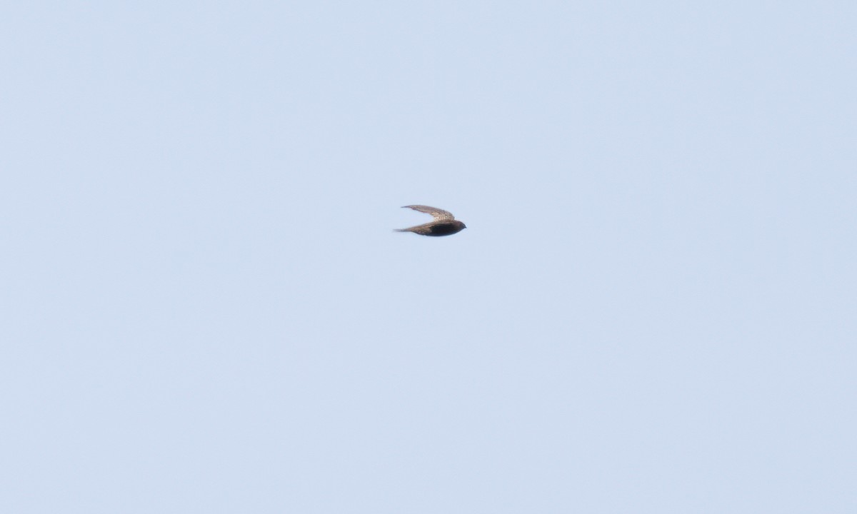 African Swift - ML640450094