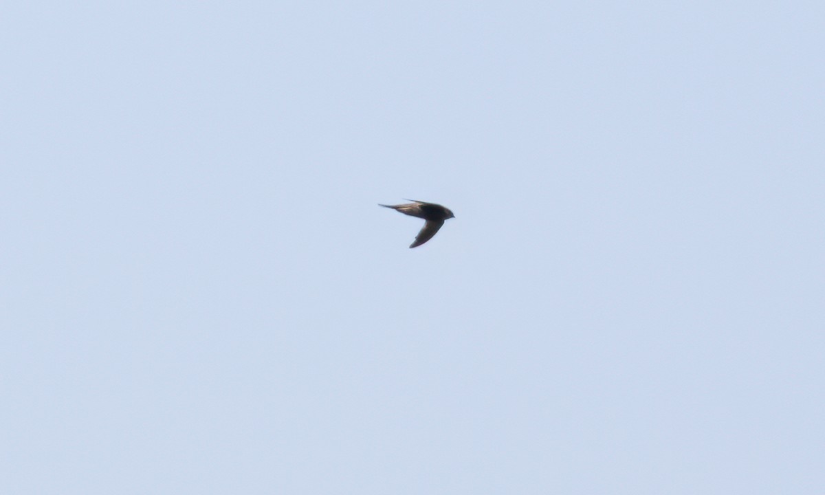 African Swift - ML640450095