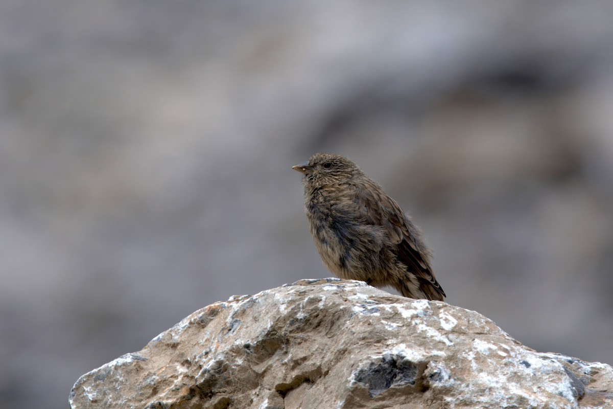 Red-fronted Rosefinch - ML640450097