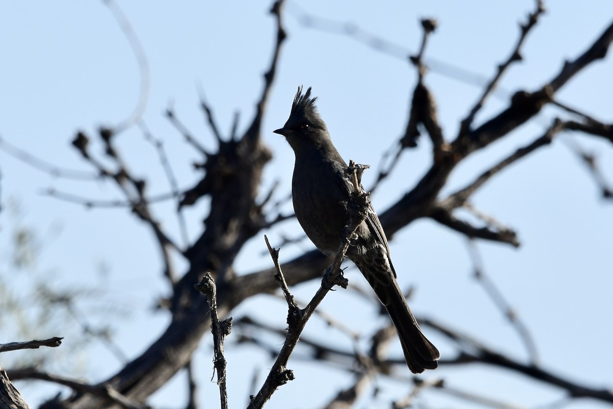 Phainopepla - ML640450142