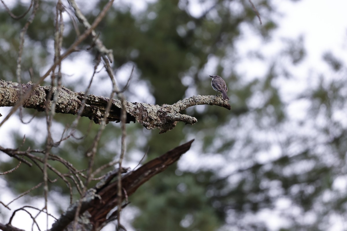 Eastern Phoebe - ML640450157