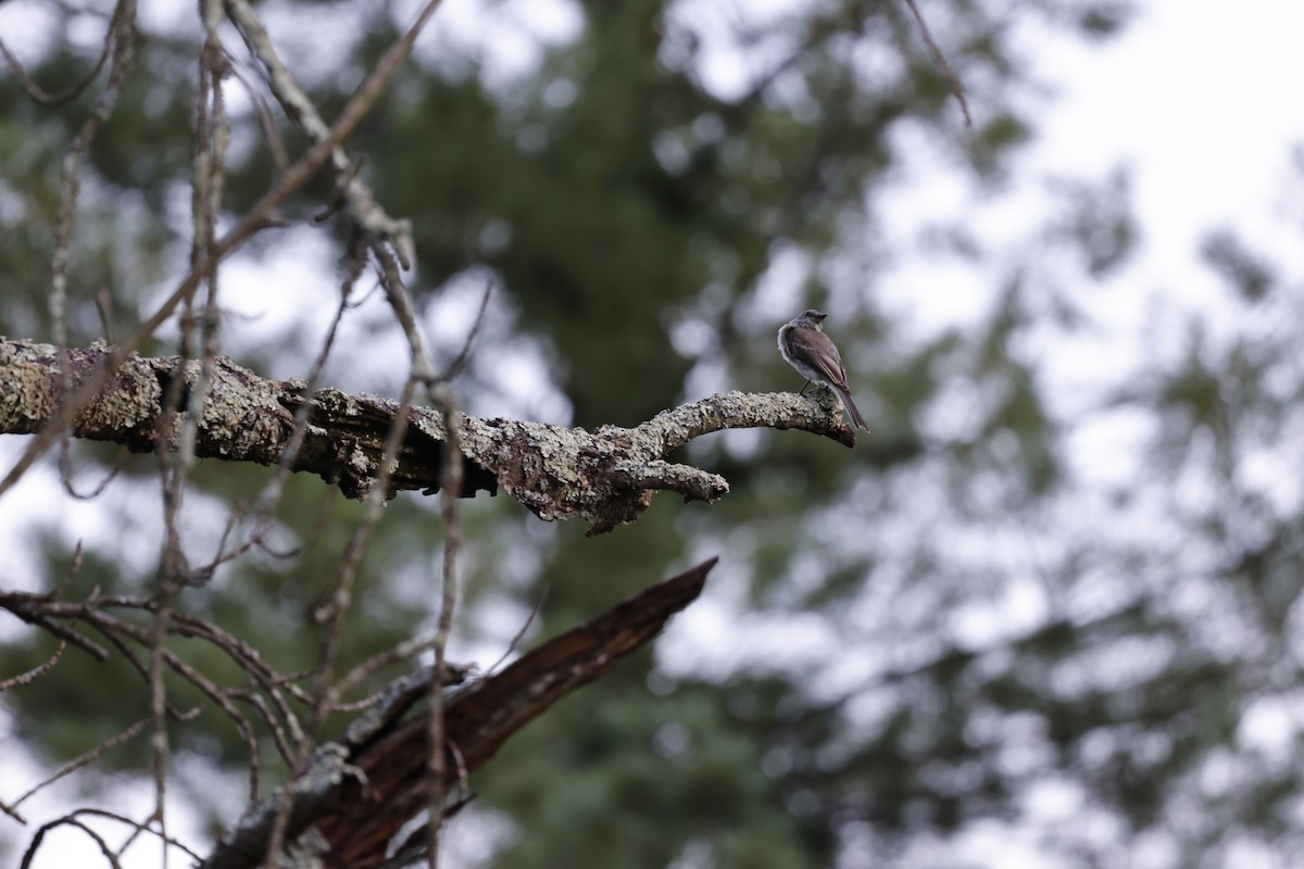Eastern Phoebe - ML640450158