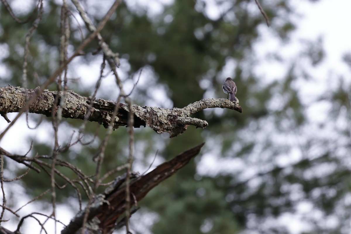Eastern Phoebe - ML640450159