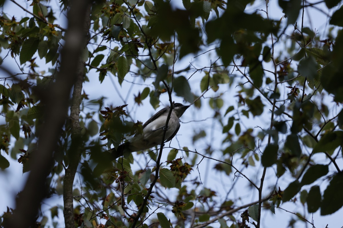 Eastern Kingbird - ML640450224
