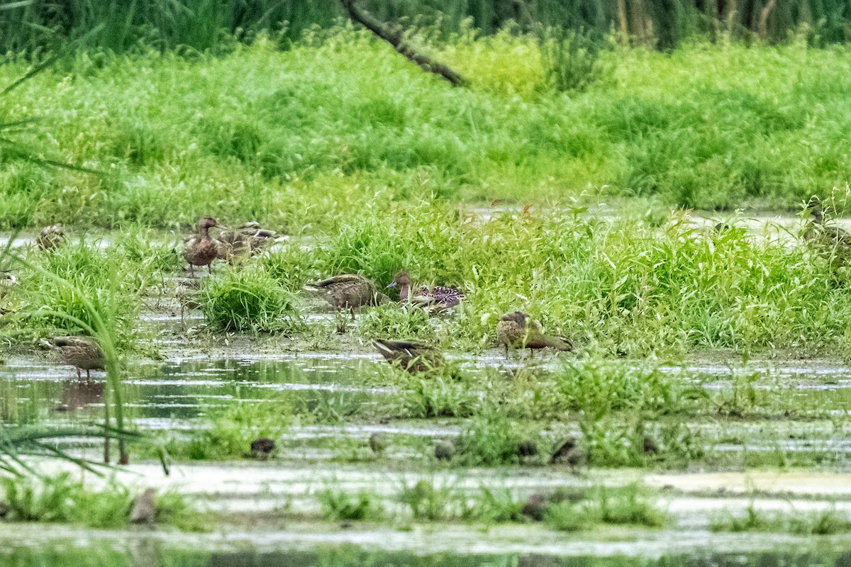 Northern Pintail - ML640450247