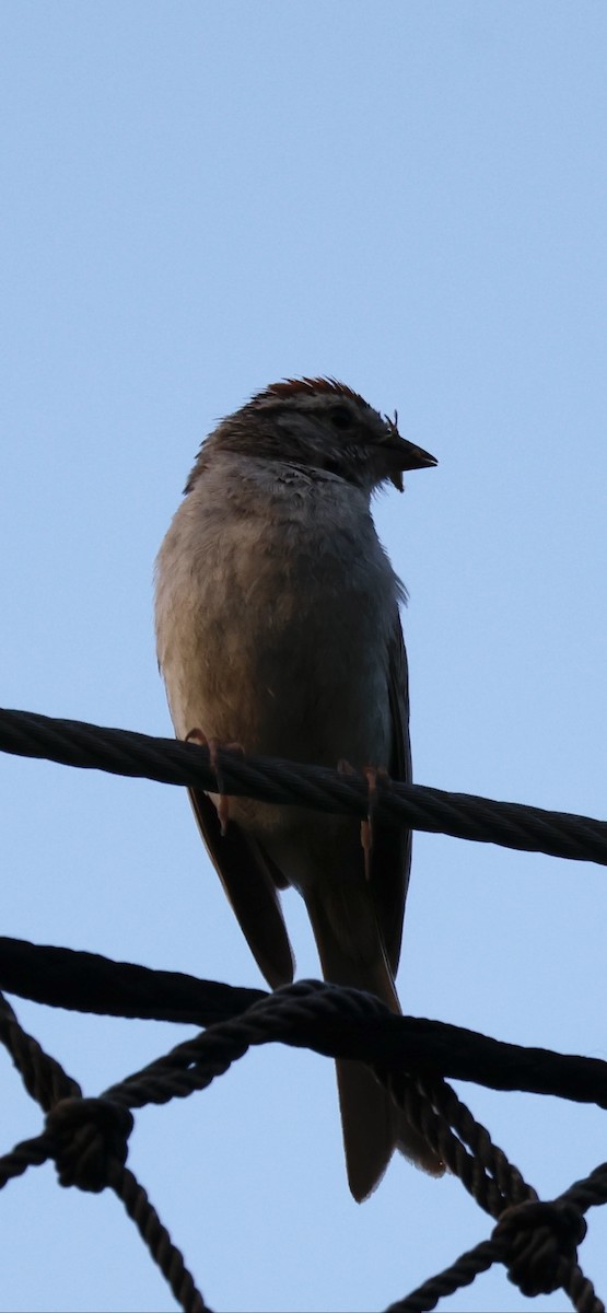 Chipping Sparrow - ML640450251