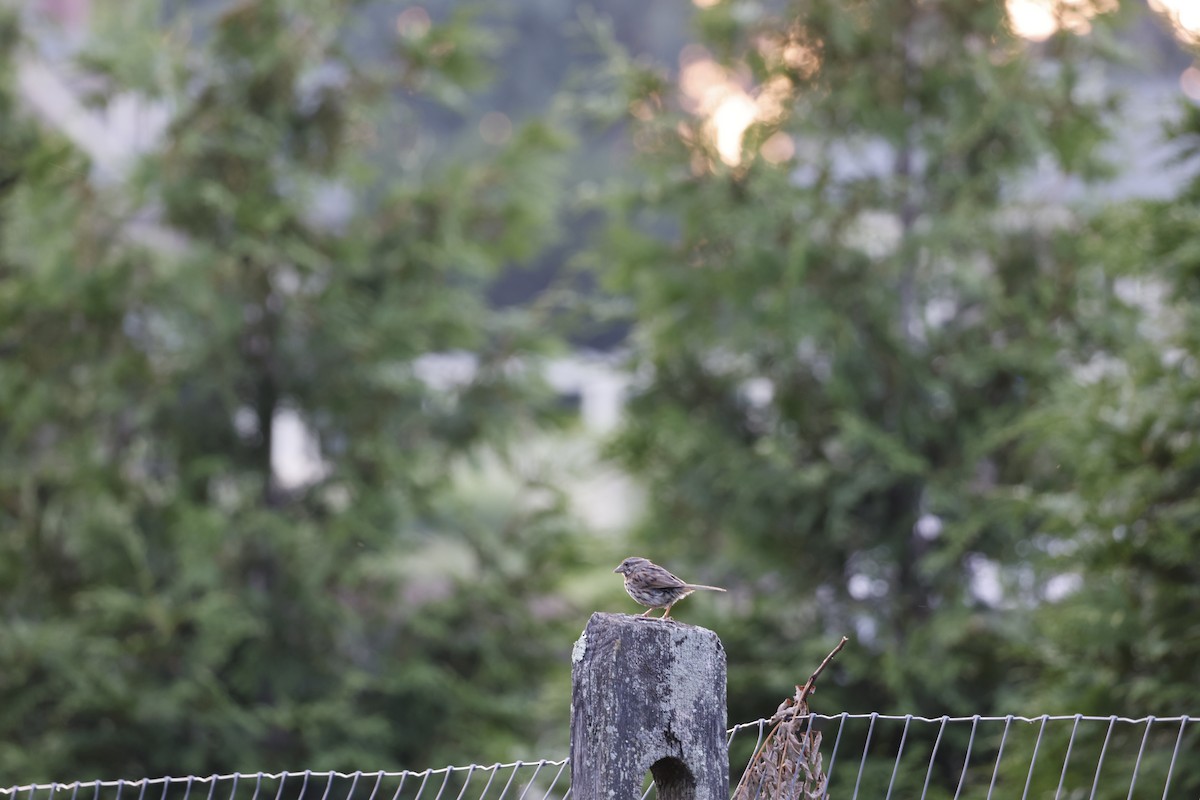 Song Sparrow - ML640450259