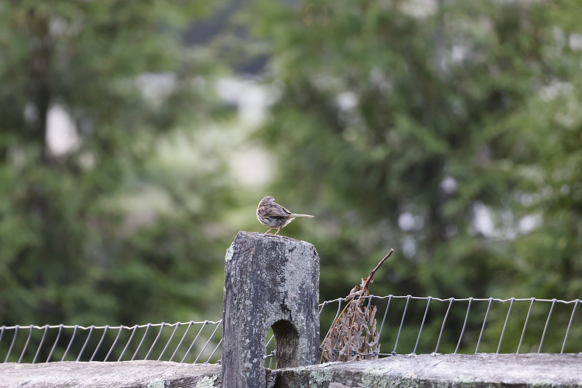 Song Sparrow - ML640450260