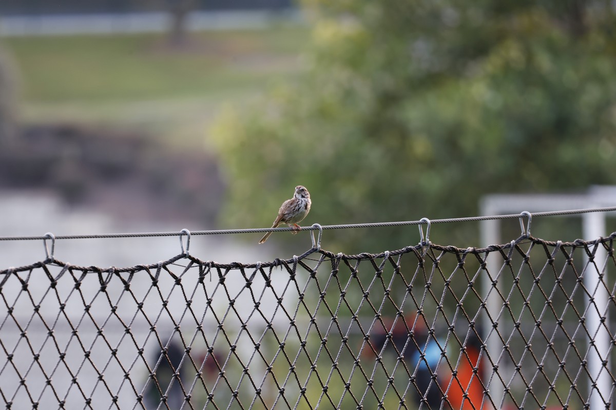Song Sparrow - ML640450261