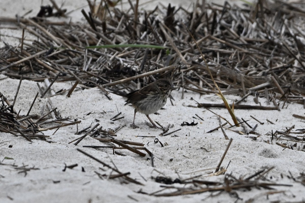 Song Sparrow - ML640450288