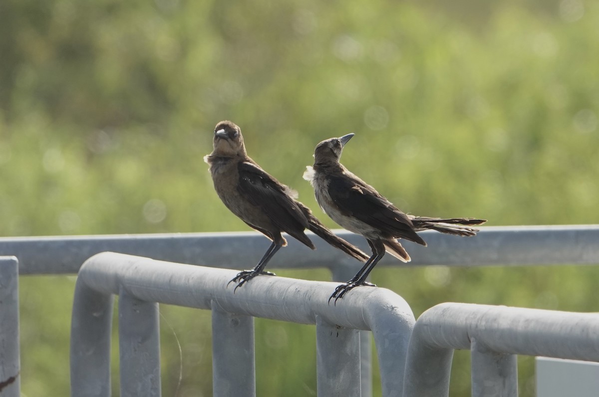 Boat-tailed Grackle - ML640450303