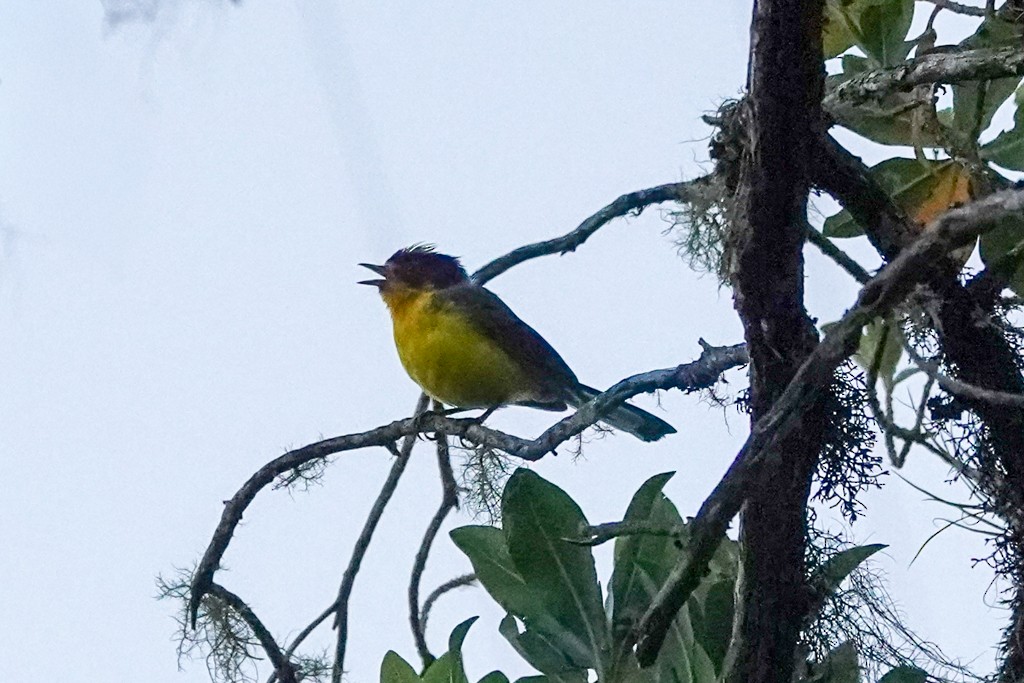 Yellow-crowned Redstart - ML640450308