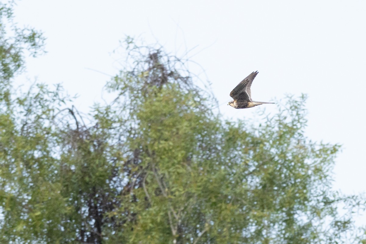 Aplomado Falcon - ML640450315