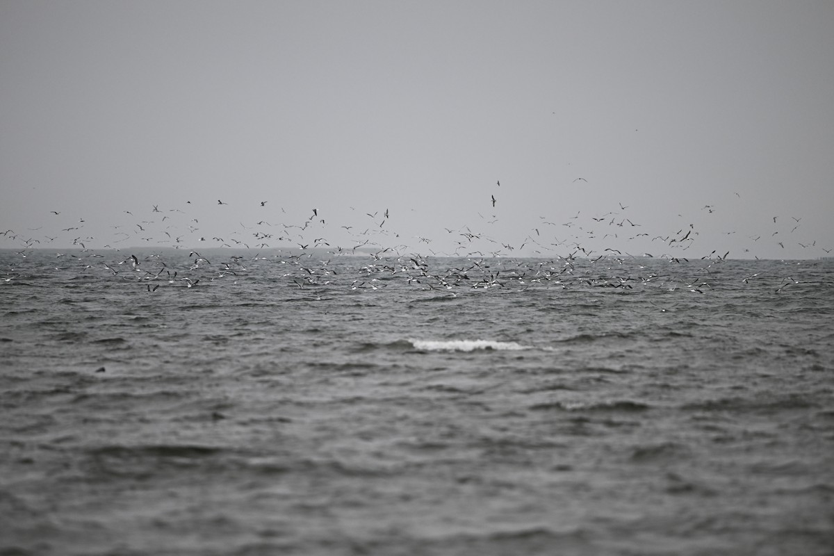 Laughing Gull - ML640450358