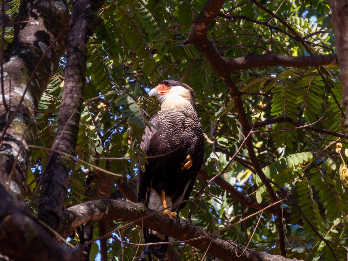 Crested Caracara (Southern) - ML640450363