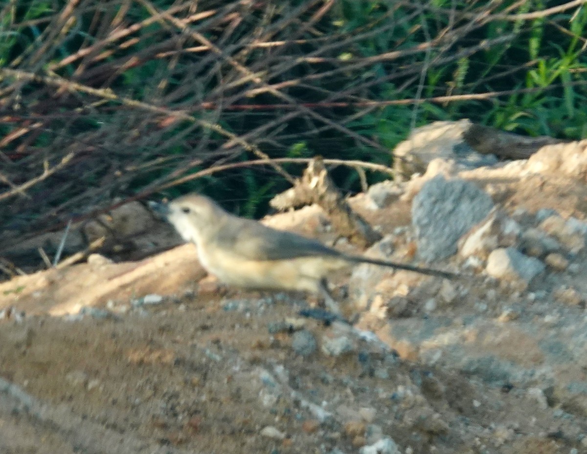 Rosy-patched Bushshrike - ML640450377