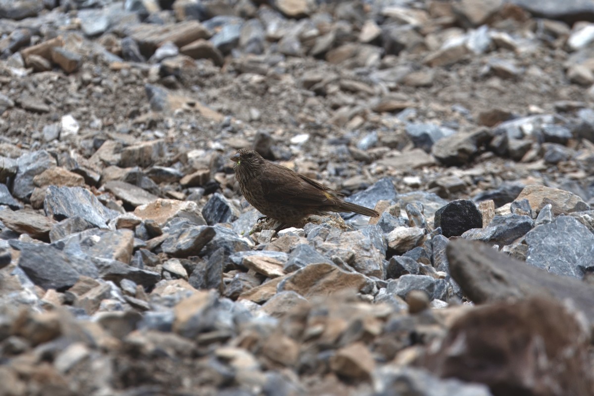 Red-fronted Rosefinch - ML640450416
